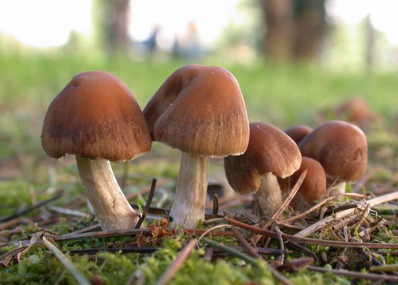 Psathyrella candolleana